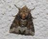 Oligia sp.